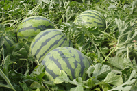 Bất ngờ về nguồn gốc các loài cây ăn quả trên thế giới