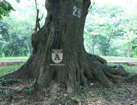 'Truy lùng' những gốc sưa đỏ 'khủng' bậc nhất Việt Nam