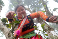 Tà Xùa đắm chìm trong biển mây, chắt chiu cho một thức uống đặc biệt