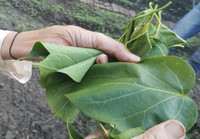 rau rừng, món ăn lạ