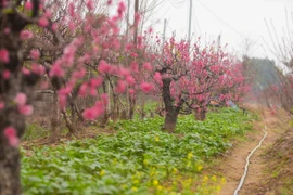 Làng đào Nhật Tân rộn ràng vào vụ Tết
