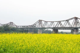 Sắc vàng hoa cải bên cầu Long Biên lịch sử