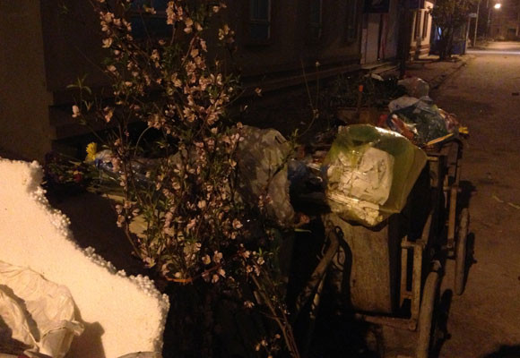 Xe chở rác ngập ngụa...hoa đào ảnh 6