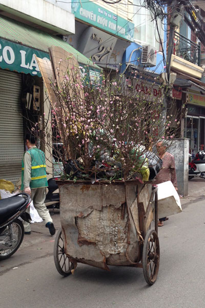 Xe chở rác ngập ngụa...hoa đào ảnh 2