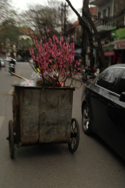 Xe chở rác ngập ngụa...hoa đào ảnh 11