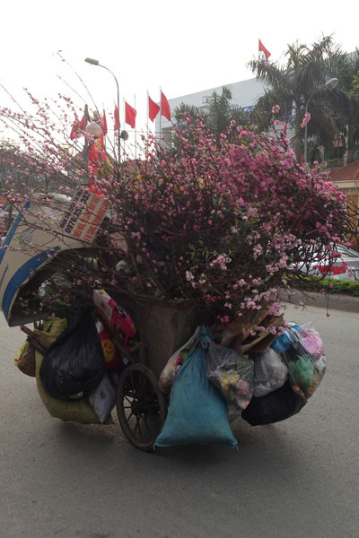 Xe chở rác ngập ngụa...hoa đào ảnh 9