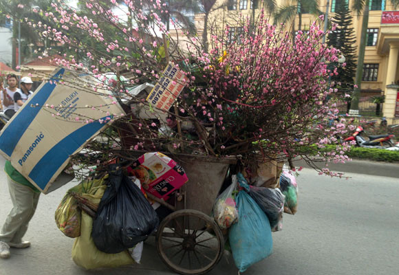 Xe chở rác ngập ngụa...hoa đào ảnh 1