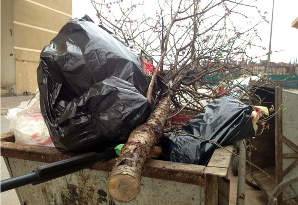 Xe chở rác ngập ngụa...hoa đào ảnh 3