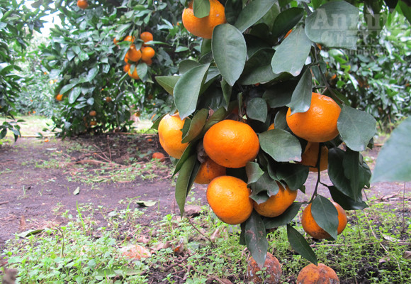 Ngỡ ngàng lạc vào vườn quýt “khủng” ảnh 3
