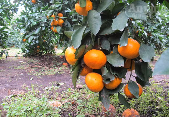 Ngỡ ngàng lạc vào vườn quýt “khủng” ảnh 3