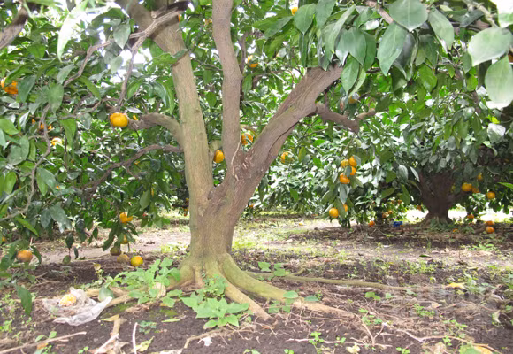 Ngỡ ngàng lạc vào vườn quýt “khủng” ảnh 4