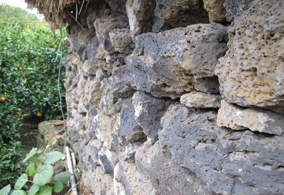 Ngỡ ngàng lạc vào vườn quýt “khủng” ảnh 7