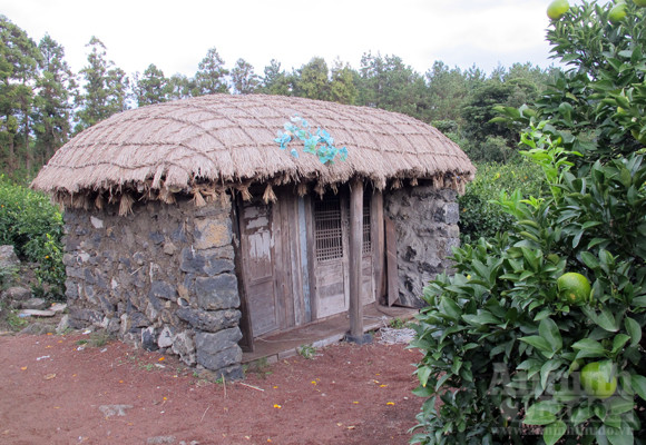 Ngỡ ngàng lạc vào vườn quýt “khủng” ảnh 6