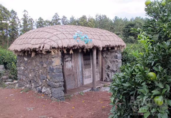 Ngỡ ngàng lạc vào vườn quýt “khủng” ảnh 6