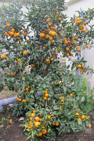 Ngỡ ngàng lạc vào vườn quýt “khủng” ảnh 12