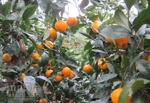 Ngỡ ngàng lạc vào vườn quýt “khủng” ảnh 13