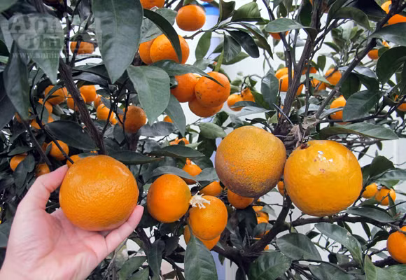 Ngỡ ngàng lạc vào vườn quýt “khủng” ảnh 2