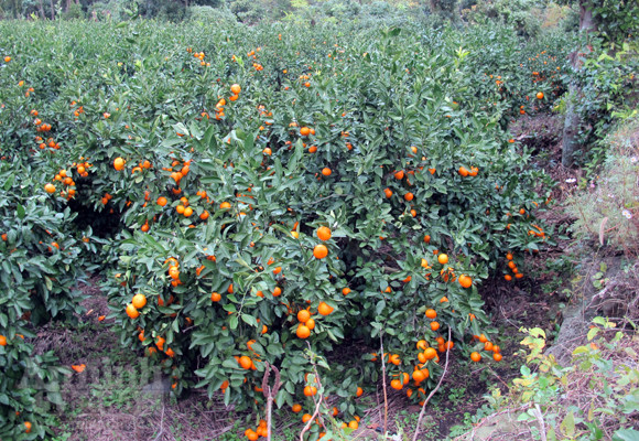 Ngỡ ngàng lạc vào vườn quýt “khủng” ảnh 1