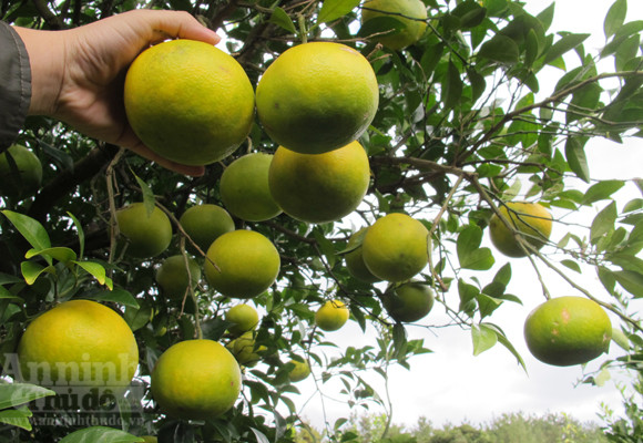 Ngỡ ngàng lạc vào vườn quýt “khủng” ảnh 10