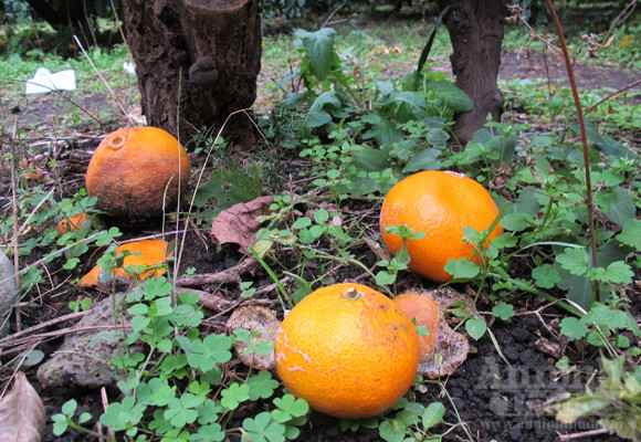 Ngỡ ngàng lạc vào vườn quýt “khủng” ảnh 5