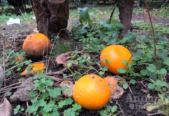 Ngỡ ngàng lạc vào vườn quýt “khủng” ảnh 5