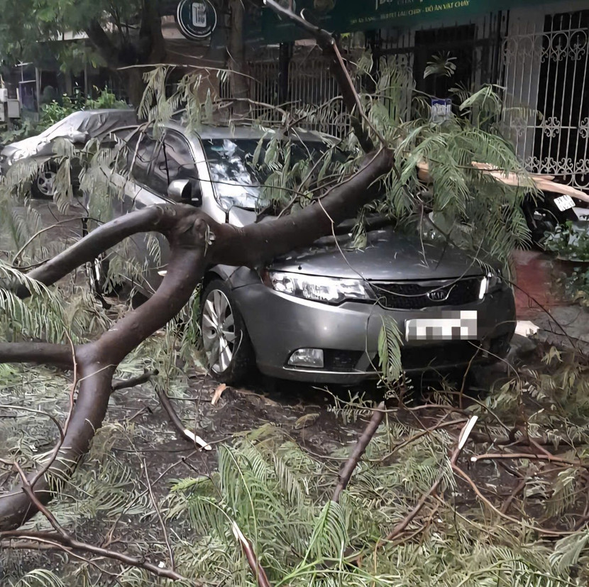 Cây đổ đè xe ô tô ở ngõ 20 Trương Định