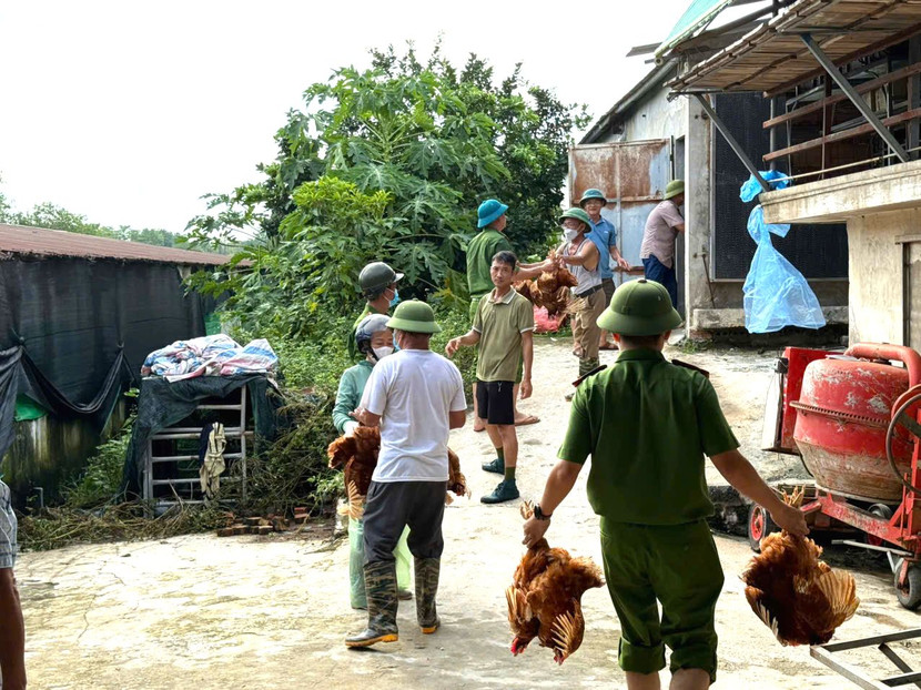 Lực lượng Công an hỗ trợ di dời 10.000 con gà của trang trại nhà anh Nguyễn Quang Đức