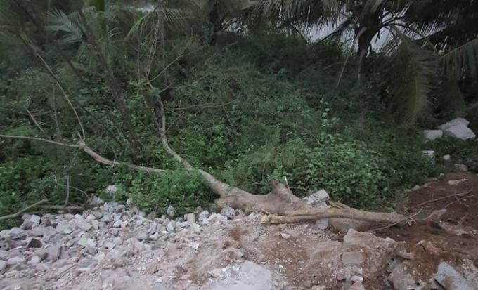 Cây xanh đổ khiến chị B. bị thương Cây xanh đổ khiến chị B. bị thương