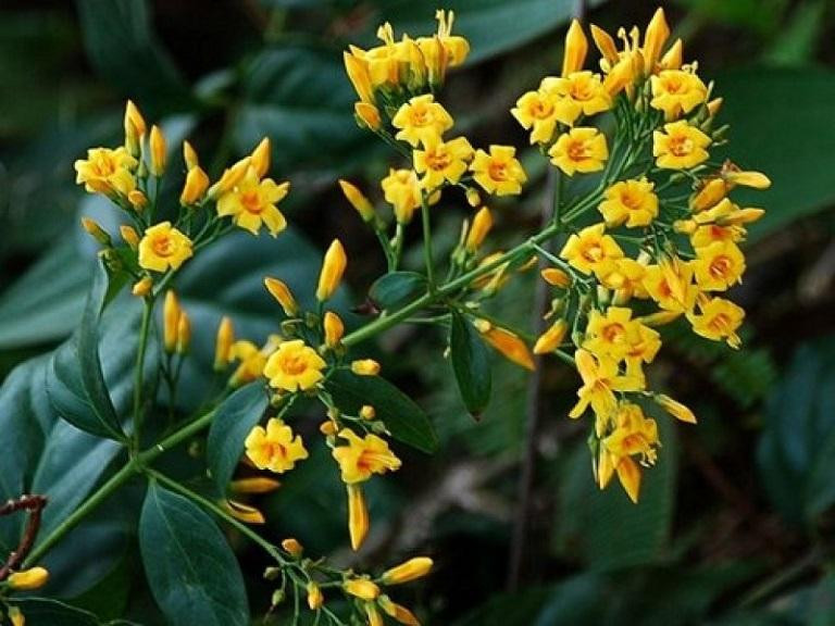 Nữ sinh lớp 7 tử vong sau khi ăn lá ngón (ảnh minh họa) Nữ sinh lớp 7 tử vong sau khi ăn lá ngón (ảnh minh họa)