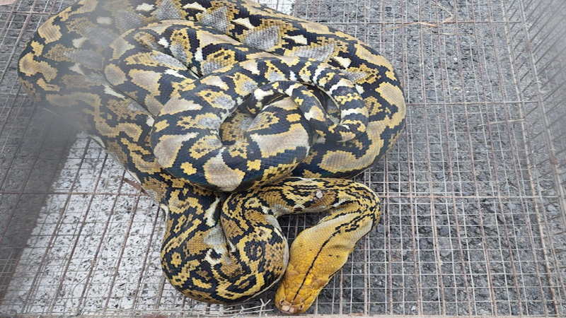 Con trăn được phát hiện là trăn cái, dài khoảng 2m, nặng khoảng 5kg, tên khoa học là Python reticulatus, thuộc nhóm IIB trong danh mục động vật rừng nguy cấp quý hiếm (Ảnh: Chi cục Kiểm lâm TP.HCM) Con trăn được phát hiện là trăn cái, dài khoảng 2m, nặng khoảng 5kg, tên khoa học là Python reticulatus, thuộc nhóm IIB trong danh mục động vật rừng nguy cấp quý hiếm (Ảnh: Chi cục Kiểm lâm TP.HCM)