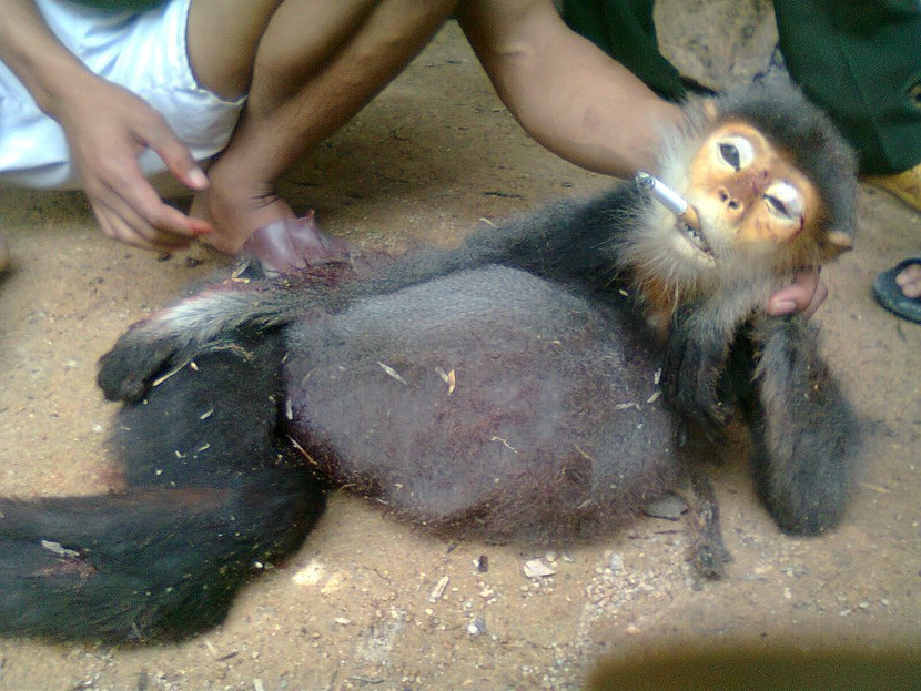 Giết khỉ dã man rồi chụp ảnh khoe khoang, gây phản cảm ảnh 3