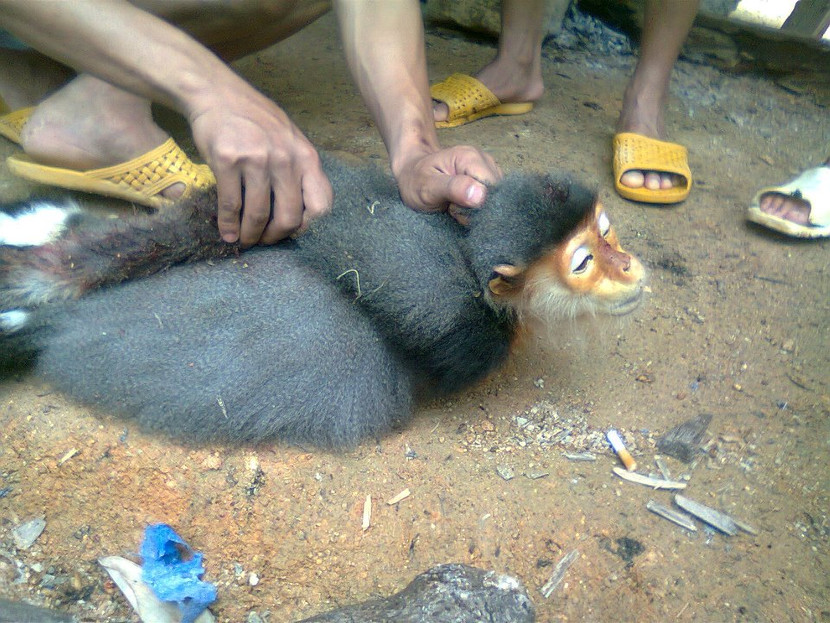 Giết khỉ dã man rồi chụp ảnh khoe khoang, gây phản cảm ảnh 2