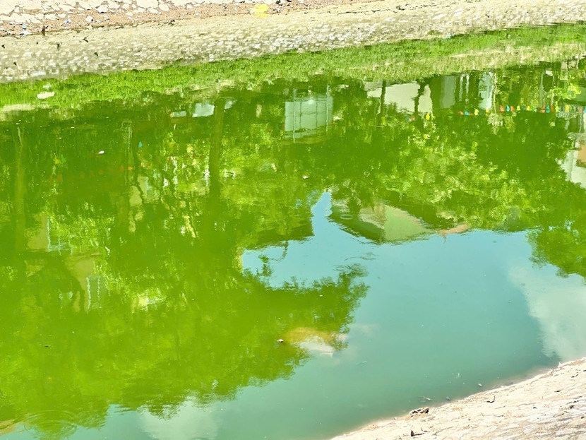 Sông Tô Lịch đã trong xanh trở lại sau khi được cải tạo, bổ cập nước từ Hồ Tây. Ảnh chụp chiều ngày 5/9/2025.