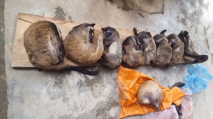 Số chồn và hoẵng mà Dũng đã mua