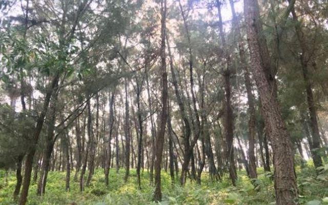 Rừng thông nơi ông N. được phát hiện đã tử vong Rừng thông nơi ông N. được phát hiện đã tử vong