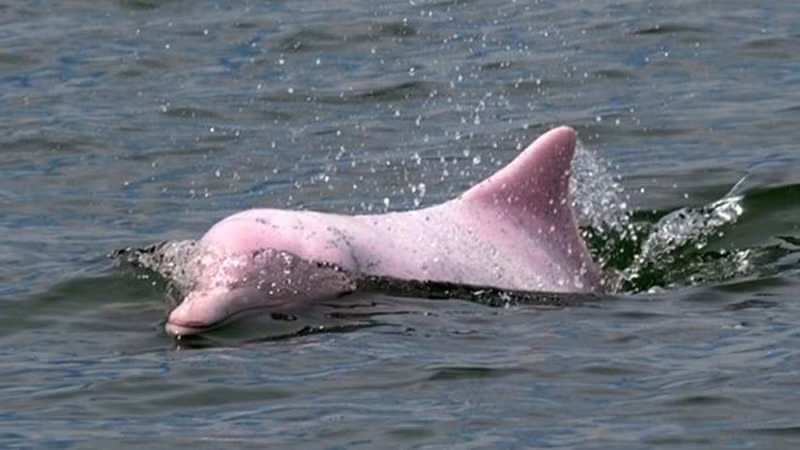 Cá heo hồng xuất hiện ở vùng cửa sông Châu Giang (ảnh: AFP)