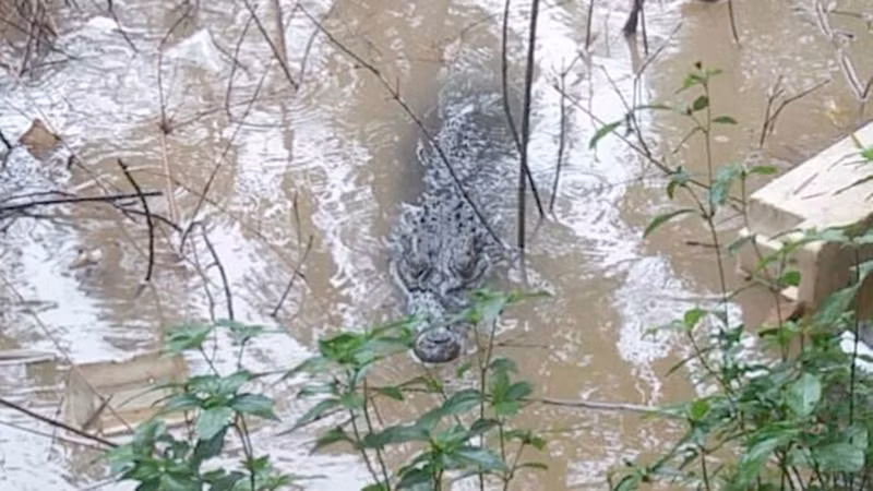 Người dân đã bắt được con cá sấu sổng chuồng (ảnh: Người dân cung cấp)