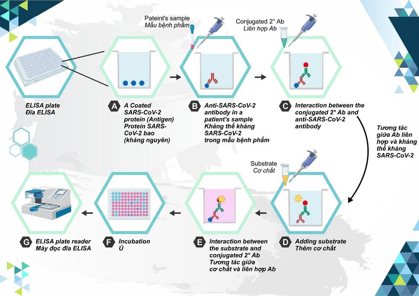 Hình ảnh phương pháp ELISA gián tiếp thử nghiệm hiệu lực tương đối InVitro đối với vắc xin Hayat-Vax trước khi xuất xưởng