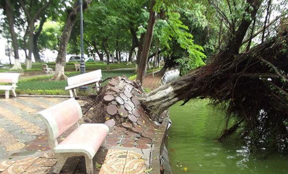 Hà Nội: Cây lớn bật gốc đổ vào nhà dân ảnh 6