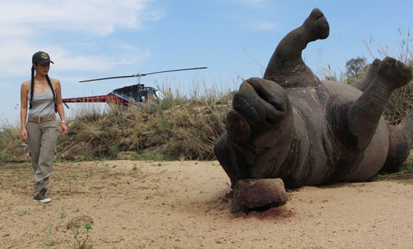 "Bống" Hồng Nhung sốc nặng khi thấy tê giác bị giết hại, cưa trộm sừng ảnh 2