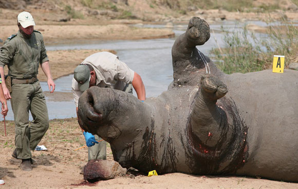 "Bống" Hồng Nhung sốc nặng khi thấy tê giác bị giết hại, cưa trộm sừng ảnh 4