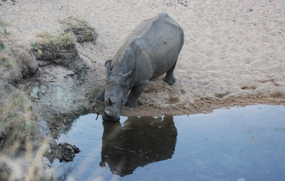 "Bống" Hồng Nhung sốc nặng khi thấy tê giác bị giết hại, cưa trộm sừng ảnh 7