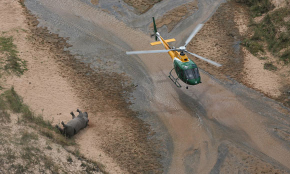 "Bống" Hồng Nhung sốc nặng khi thấy tê giác bị giết hại, cưa trộm sừng ảnh 1