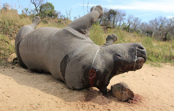 "Bống" Hồng Nhung sốc nặng khi thấy tê giác bị giết hại, cưa trộm sừng ảnh 3