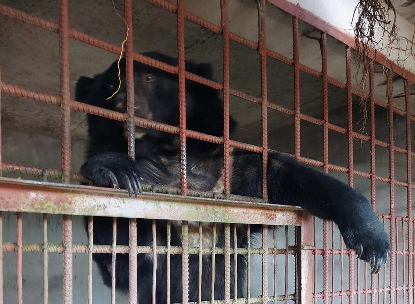 Giải cứu những con gấu ngựa cuối cùng bị nuôi nhốt. (Ảnh: Chi cục Kiểm lâm tỉnh Long An) Giải cứu những con gấu ngựa cuối cùng bị nuôi nhốt. (Ảnh: Chi cục Kiểm lâm tỉnh Long An)