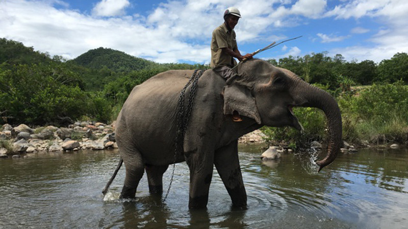 Chú voi Yă Tao lúc còn sống bên dòng suối Ia Tul Chú voi Yă Tao lúc còn sống bên dòng suối Ia Tul
