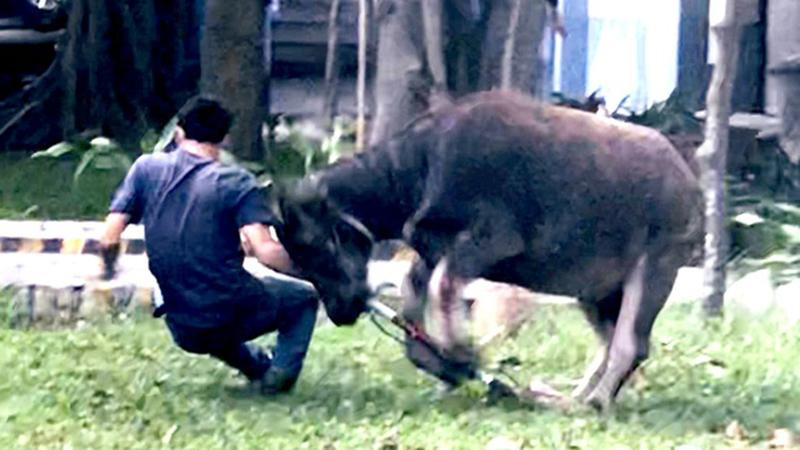 Con trâu "đại náo" công ty, húc nhiều người