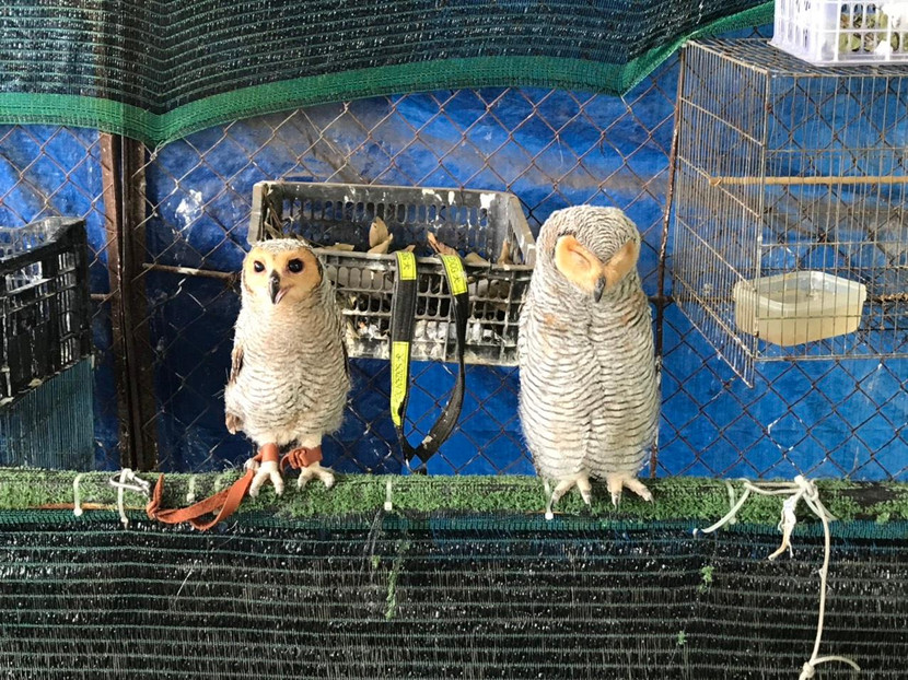 Những con chim hoang dã bị nuôi nhốt trong nhà