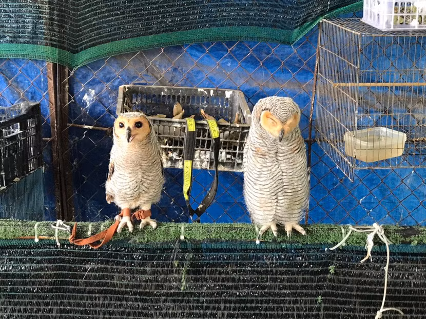 Những con chim hoang dã bị nuôi nhốt trong nhà