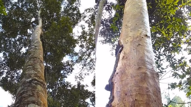 Nghiện ma túy nặng, nhóm thanh niên vào rừng bóc trộm vỏ quế của người dân